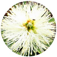 Niauli - Melaleuca Quinquenervia