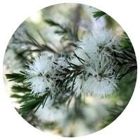 Melaleuca