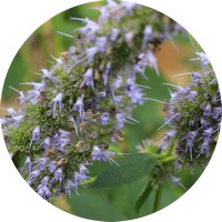 Patchouli: Pogostemon Patchouli