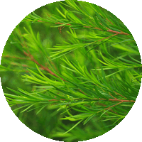 Tea Tree