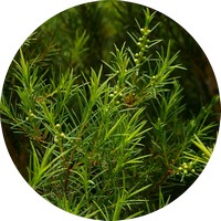 Tea Tree