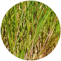 Vetiver