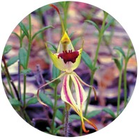 Caladenia Dilatata - Green Spider Orchid