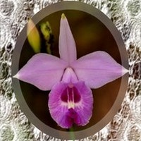 Arundina Orchid