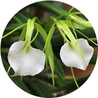 Brassavola Orchid