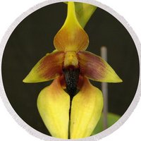 Bulbophyllum