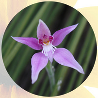 Calypso Bulbosa - Fairy Slipper