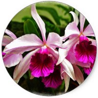 Orchid - Cattleya Trianae