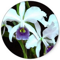 Orchid - Cattleya Trianae