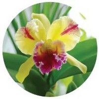 Orchid - Cattleya Trianae