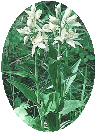 Cephalanthera Longifolia