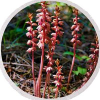 Coralroot Orchid