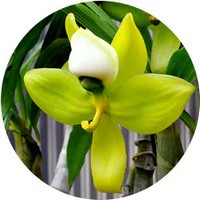 Cycnoches Orchid