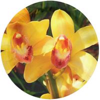 Orchid Cymbidium