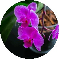 Dendrobium
