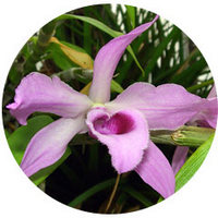 Orchid - Dendrobium Anosmum