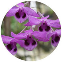 Dendrobium