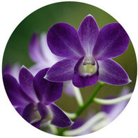 Orchid - Dendrobium Phalaenopsis