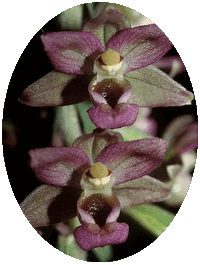 Epipactis Helleborine