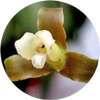 Lycaste Orchid
