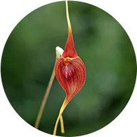 Masdevallia Orchid