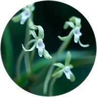 Orchid - Neofinetia Falcata
