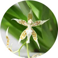 Odontoglossum Orchid