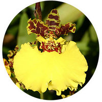 Oncidium Orchid