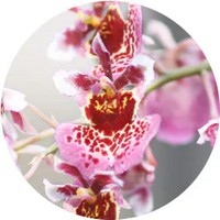 Oncidium Orchid