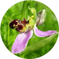 Ophrys Apifera