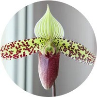 Paphiopedilum Orchid