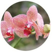 Orchid Phalenopsis