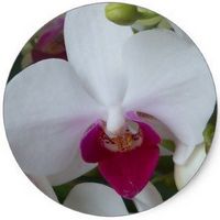 Orchid Phalenopsis