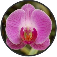 Orchid Phalaenopsis