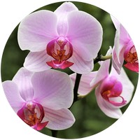Orchid Phalaenopsis