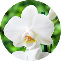 Orchid Phalaenopsis
