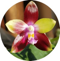 Orchid Phalaenopsis