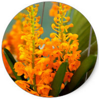 Platanthera Ciliatis