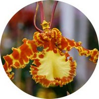 Psychopsis Papilio