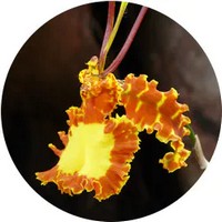 Psychopsis Papilio