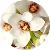 Sarcochilus Orchid