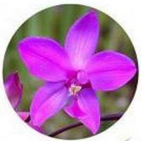 Orchid - Spathoglottis Plicata