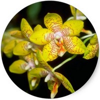 Vanda Orchid