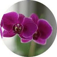 Orchid Vanda