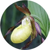 Cypripedium