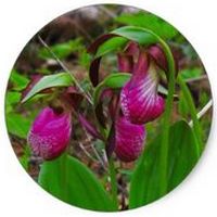 Cypripedium Acaule