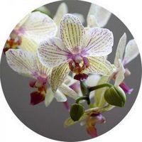 Orchid