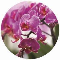 Orchid