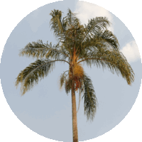 Syagrus Romanzoffiana