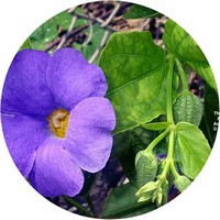 Acanthaceae